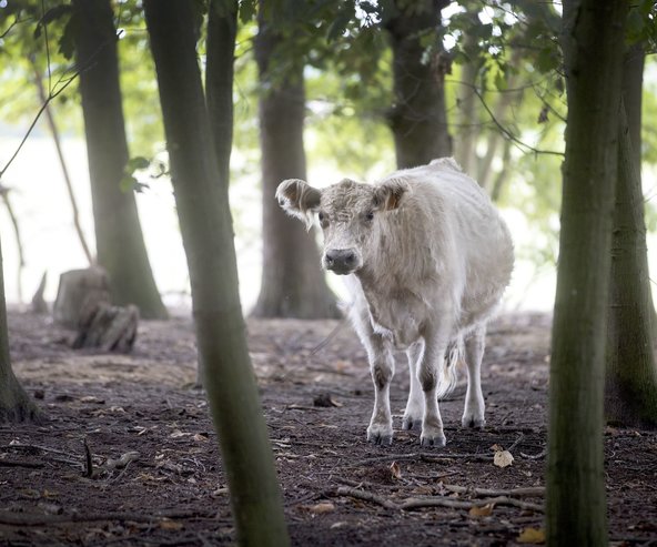 Galloway Kalkense Meersen