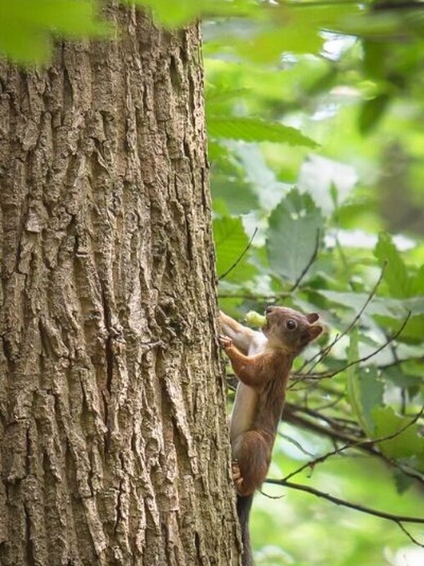 Eekhoorn Parkbos kasteel d'Ursel