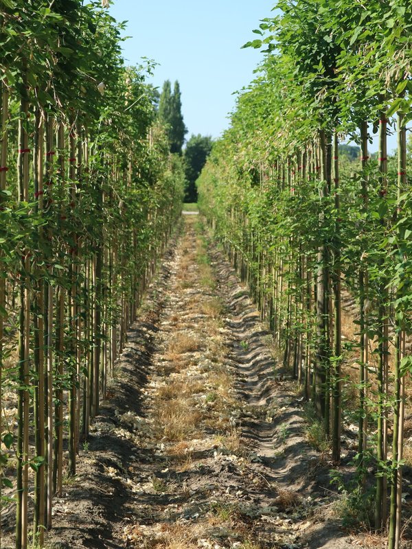 Boomkwekerij Wetteren