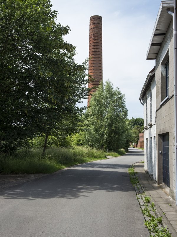 Oude Schouw Noeveren Boom