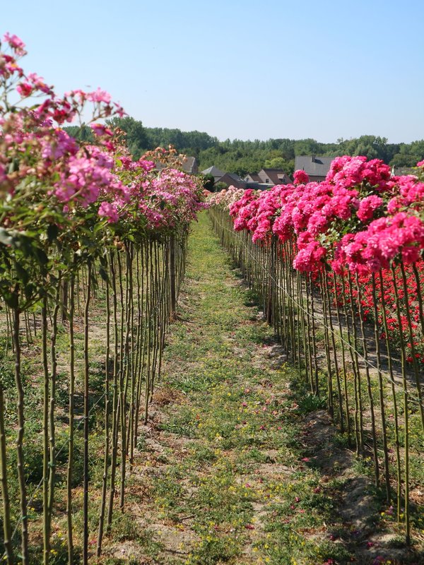 rozenkwekerij Van Sante Wetteren