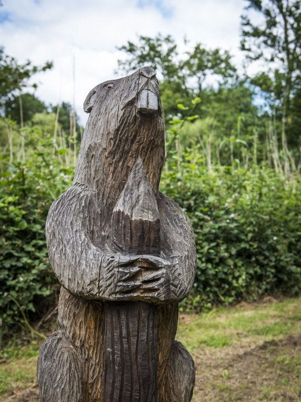 Beversafari in Blaasveldbroek in Willebroek