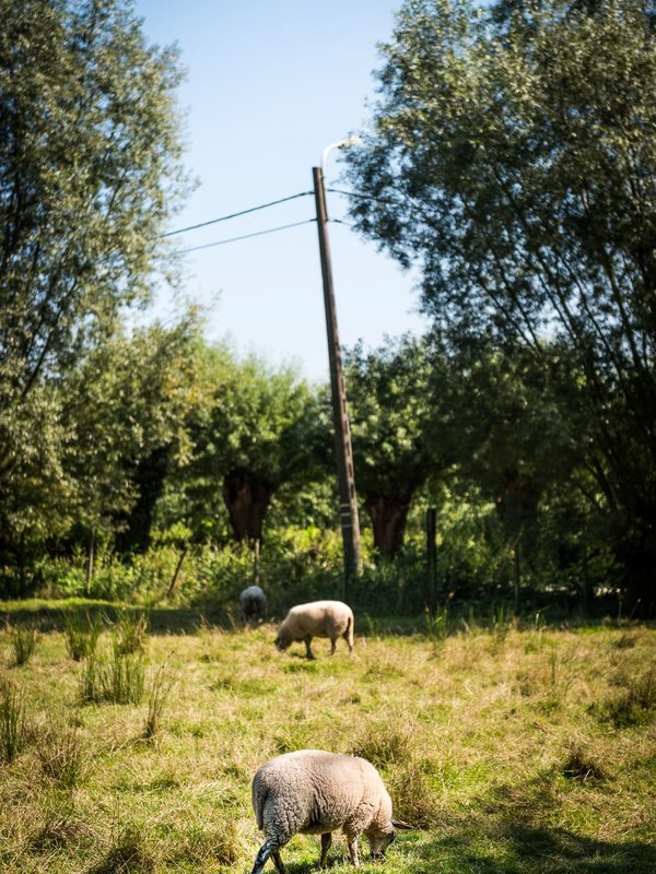 Schapen in natuurgebied Beneden-Dender te Lebbeke
