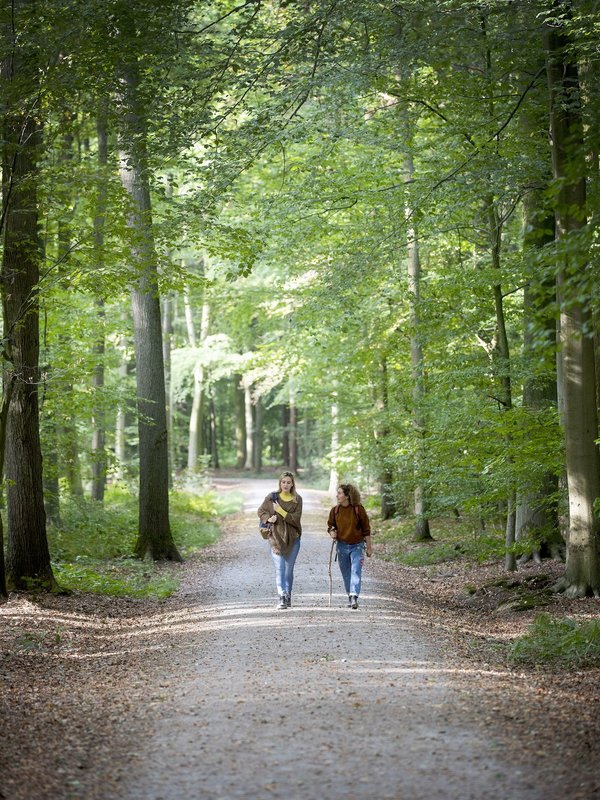 Buggenhoutbos in Buggenhout