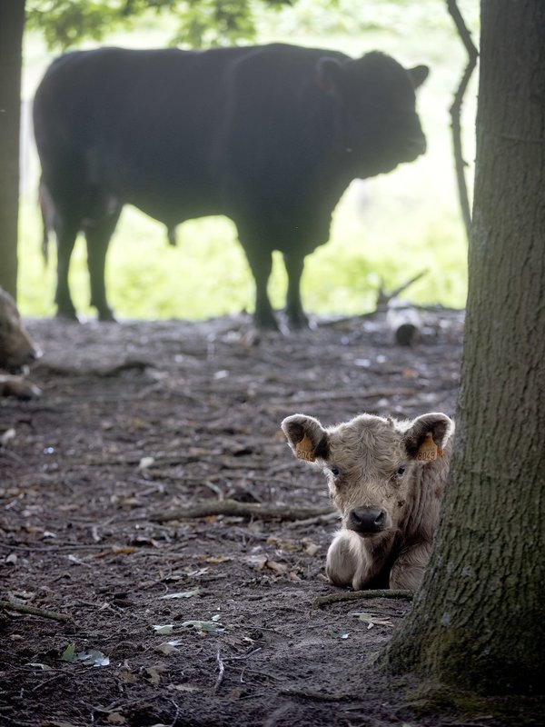 Galloway Kalkense Meersen