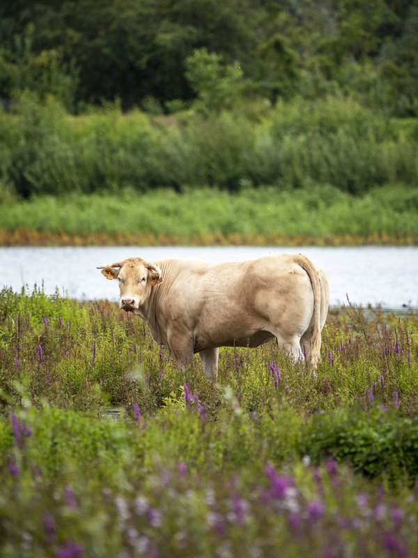 Noordelijk Eiland Wintam Schelle
