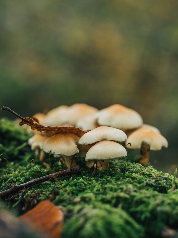 paddenstoelen in het buggenhoutbos